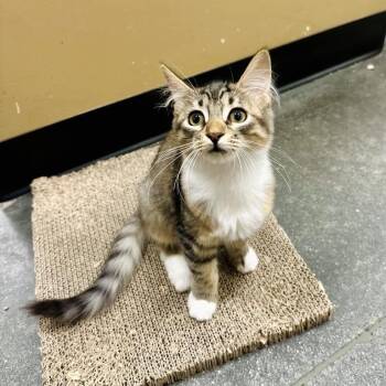 Meredith Grey -  Domestic Short Hair Cat for Adoption in Grantsville, Utah - Meredith Grey | PetCurious