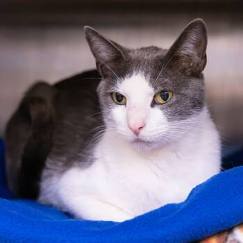 Rescue Domestic Short Hair Cats for Adoption in Mentor, Ohio - Frankie | PetCurious