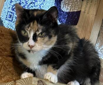 Juniper -  Domestic Short Hair Cat for Adoption in Sneads Ferry, North Carolina - Juniper | PetCurious