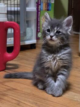 Piff -  Domestic Medium Hair Cat for Adoption in Trenton, New Jersey - Piff | PetCurious