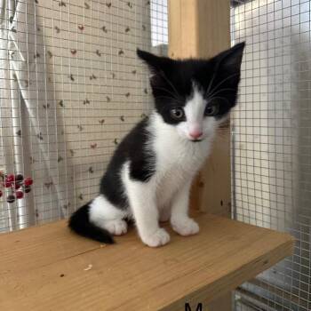 Domestic Medium Hair Cats Available for Adoption in Wappingers Falls, New York - Pochacco | PetCurious