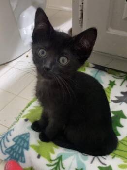 Bumblebee -  Domestic Short Hair Cat for Adoption in Collierville, Tennessee - Bumblebee | PetCurious