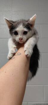 Frost -  Domestic Short Hair Cat for Adoption in Henderson, North Carolina - Frost | PetCurious