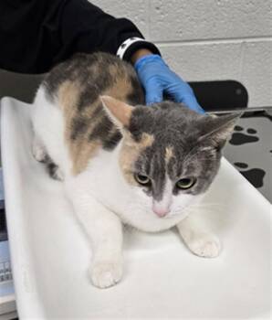 DEE DEE -  Domestic Short Hair Cat for Adoption in Derwood, Maryland - DEE DEE | PetCurious