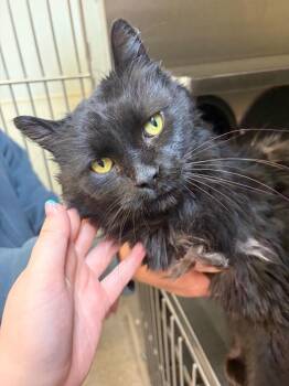 Domestic Long Hair Cats Available for Adoption - Chato | PetCurious