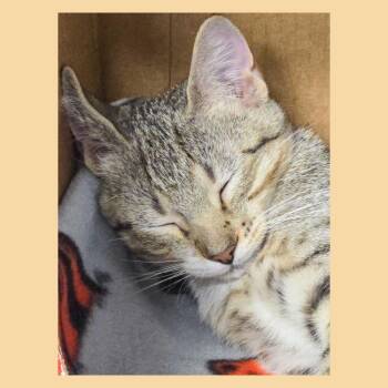 Windsor -  Domestic Short Hair Cat for Adoption in Topeka, Kansas - Windsor | PetCurious