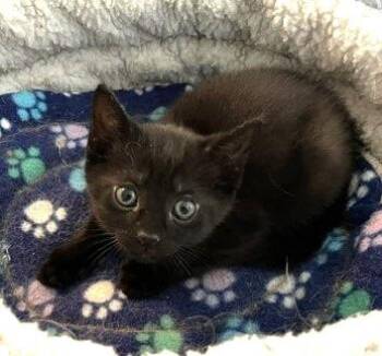 Hobie" Cat -  Domestic Short Hair Cat for Adoption in Cumberland, Maine - Hobie" Cat | PetCurious