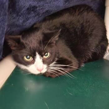 Spurt -  Domestic Short Hair Cat for Adoption in Walker, Michigan - Spurt | PetCurious
