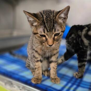 Miguel -  Domestic Short Hair Cat for Adoption in San Jacinto, California - Miguel | PetCurious