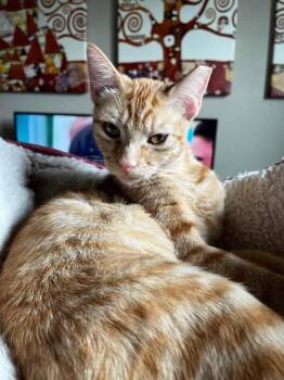 Crookshanks -  Domestic Short Hair Cat for Adoption in Fort Collins, Colorado - Crookshanks | PetCurious