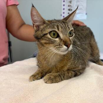 Mamacita -  Domestic Short Hair Cat for Adoption in Cumming, Georgia - Mamacita | PetCurious