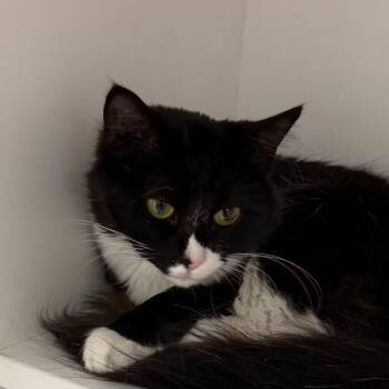 Bulma -  Domestic Medium Hair Cat for Adoption in Cumming, Georgia - Bulma | PetCurious