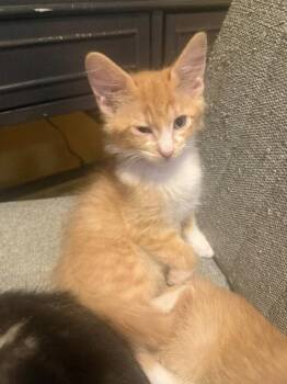 Mango -  Domestic Short Hair Cat for Adoption in Hobart, Indiana - Mango | PetCurious