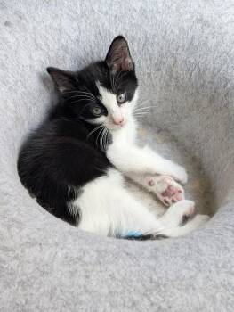 Hamish A218331 -  Domestic Short Hair Cat for Adoption in Plano, Texas - Hamish A218331 | PetCurious