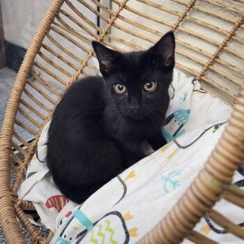 Rescue Domestic Short Hair Cats for Adoption in Monroe, Michigan - Mocha | PetCurious