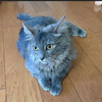 Rescue Domestic Medium Hair Cats for Adoption in Austin, Texas - Greenfield | PetCurious