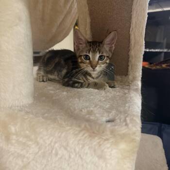 Inferno -  Domestic Short Hair and Tabby Cat for Adoption in Mastic, New York - Inferno | PetCurious