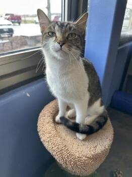 Rescue Domestic Short Hair Cats for Adoption in Dekalb, Illinois - Manhattan | PetCurious
