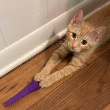 BoTato -  Domestic Short Hair Cat for Adoption in Durham, North Carolina - BoTato | PetCurious