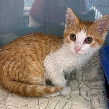 Domestic Short Hair Cats Available for Adoption in East Hanover, New Jersey - Firefly | PetCurious