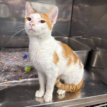 Patrick -  Domestic Short Hair Cat for Adoption in Bridgeville, Pennsylvania - Patrick | PetCurious
