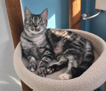 MAYCI -  Domestic Short Hair Cat for Adoption in Chicago Ridge, Illinois - MAYCI | PetCurious