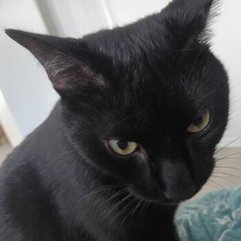 Itsy Bitsy -  Domestic Short Hair Cat for Adoption in West Palm Beach, Florida - Itsy Bitsy | PetCurious