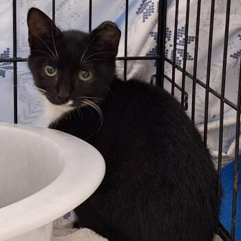 Apple -  Domestic Short Hair Cat for Adoption in Montgomery, Alabama - Apple | PetCurious