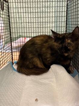 Villarreal Feral 3 -  Domestic Short Hair Cat for Adoption in New Braunfels, Texas - Villarreal Feral 3 | PetCurious
