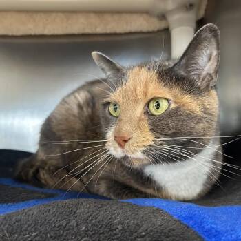 Valentine -  Domestic Short Hair Cat for Adoption in Dover, New Hampshire - Valentine | PetCurious
