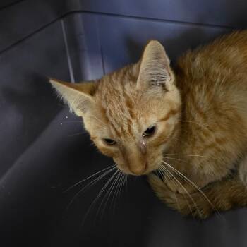 Sam -  Domestic Short Hair Cat for Adoption in Watertown, New York - Sam | PetCurious