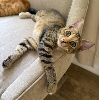 Ginny Weasley -  Calico and Tabby Cat for Adoption in Pompano Beach, Florida - Ginny Weasley | PetCurious