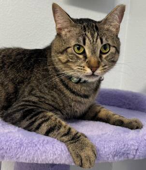 Tabby Cats Available for Adoption in Palo Alto, California - Dustin | PetCurious