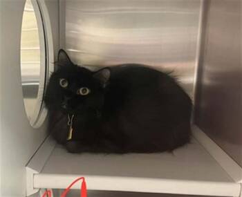 RAPTOR -  Domestic Long Hair Cat for Adoption in St. Louis, Missouri - RAPTOR | PetCurious