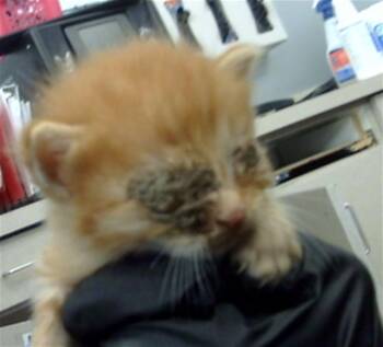 PHOENIX -  Domestic Short Hair Cat for Adoption in Dallas, Texas - PHOENIX | PetCurious