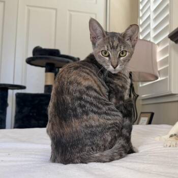 Marmalade -  Domestic Short Hair Cat for Adoption in Tustin, California - Marmalade | PetCurious