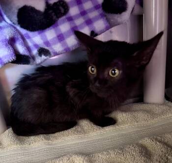 Violet -  Domestic Short Hair Cat for Adoption in Gillette, Wyoming - Violet | PetCurious