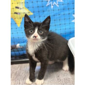 Piano -  Domestic Short Hair Cat for Adoption in Ridgely, Maryland - Piano | PetCurious