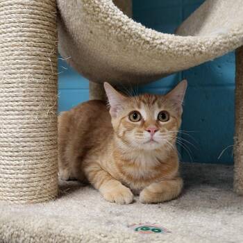 Rescue Domestic Short Hair Cats for Adoption in Chilton, Wisconsin - Jasper | PetCurious
