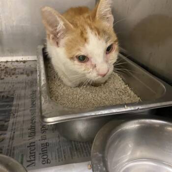 A613742 -  Domestic Short Hair Cat for Adoption in Modesto, California - A613742 | PetCurious