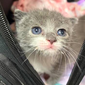 Kazoo -  Domestic Short Hair Cat for Adoption in Chattanooga, Tennessee - Kazoo | PetCurious