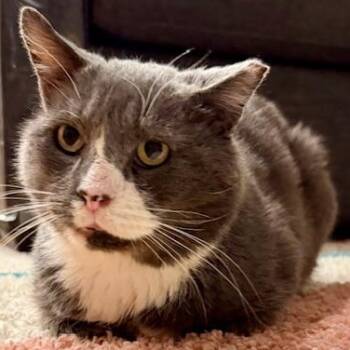 Rescue Domestic Short Hair Cats for Adoption in New York, New York - Mountain | PetCurious