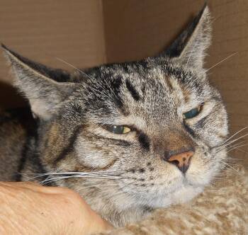 SadieJ - or foster me -  Tabby and Domestic Short Hair Cat for Adoption in North Highlands, California - SadieJ - Or Foster Me | PetCurious