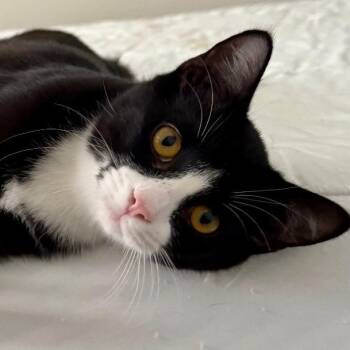 Rescue Domestic Short Hair Cats for Adoption in Gastonia, North Carolina - Lana | PetCurious