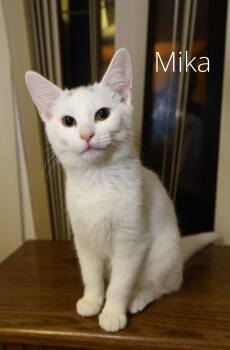 Rescue Domestic Short Hair Cats for Adoption - Mika | PetCurious