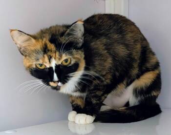Sarah Fisher -  Domestic Short Hair Cat Available for Adoption in Youngtown, Arizona - Sarah Fisher | PetCurious