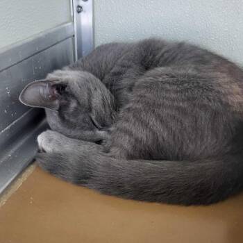 Liam -  Domestic Short Hair Cat for Adoption in Chattanooga, Tennessee - Liam | PetCurious
