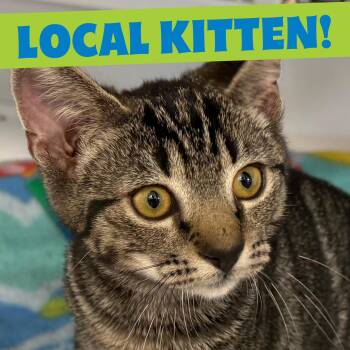 LOCAL KITTEN, Malcolm -  Domestic Short Hair Cat for Adoption in Scituate, Rhode Island - LOCAL KITTEN, Malcolm | PetCurious
