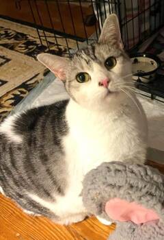 PRECIOUS KITTY -  American Shorthair Cat for Adoption in Huntington, New York - PRECIOUS KITTY | PetCurious