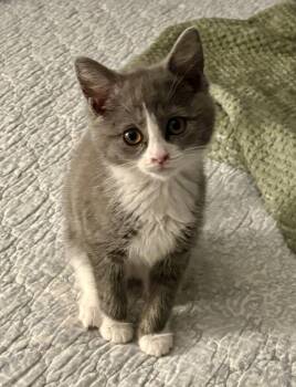 Mavis -  Domestic Short Hair Cat for Adoption in Garner, North Carolina - Mavis | PetCurious